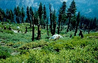 forest view showing fire damage