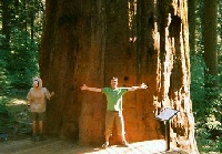 View of a Seqouia tree